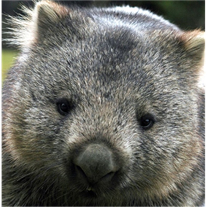 Le Wombat Face, Trollface