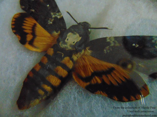 Specimen of Acherontia atropos (death's head hawk moth) from my daughter's collection.