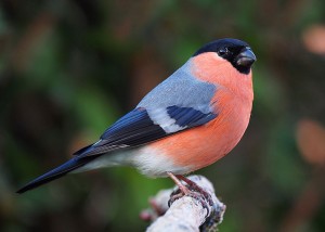 Common male bullfinch