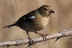 Common female chaffinch