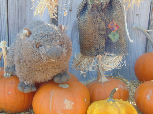 wombatpumpkins3